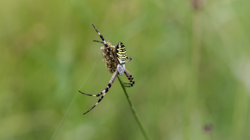 Специалист Чушкин: на Кубани обитает не менее двух видов пауков-ос