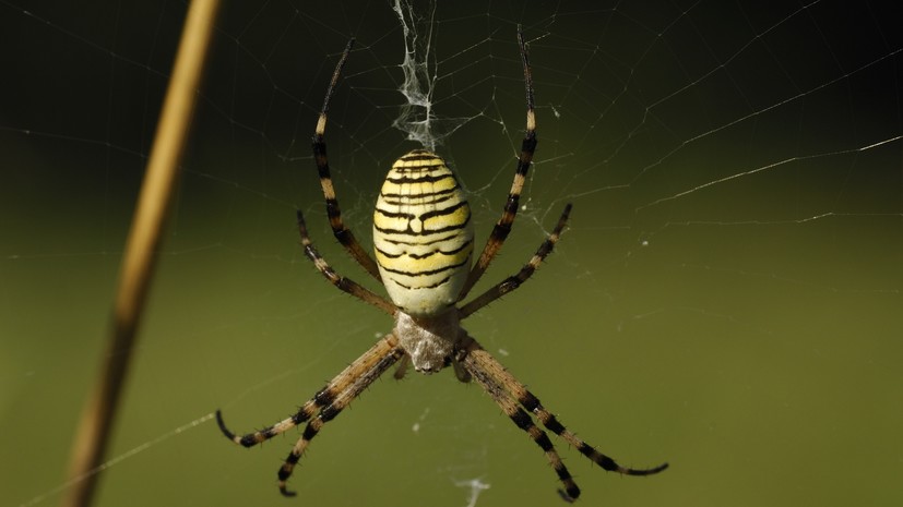 Биолог Каширский: в нашествии пауков-ос нет ничего страшного