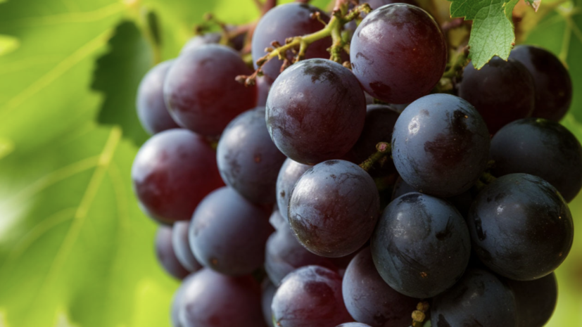 РИА Новости: поставки винограда из Китая в Россию выросли в три раза