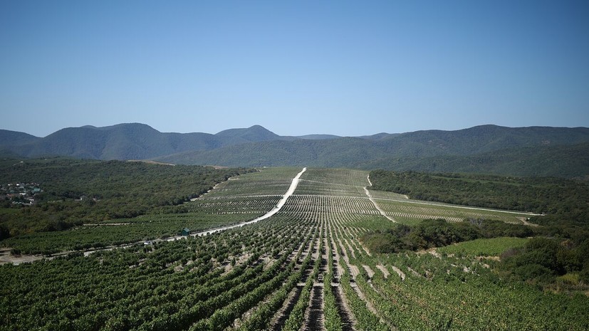 Садовод Кашнова: в конце августа важно завершить сбор урожая
