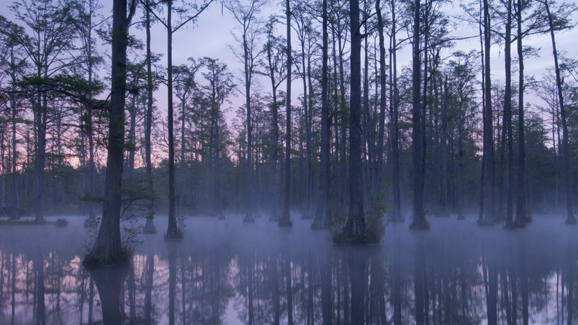 Politico: Финляндия и Польша хотят восстановить болота для безопасности