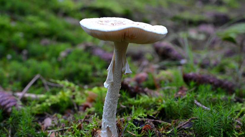 Миколог предупредил о ядовитых грибах, часто принимаемых за съедобные