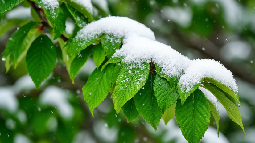 Метеоролог Симакин: снежная крупа из Петербурга не дойдёт до Перми
