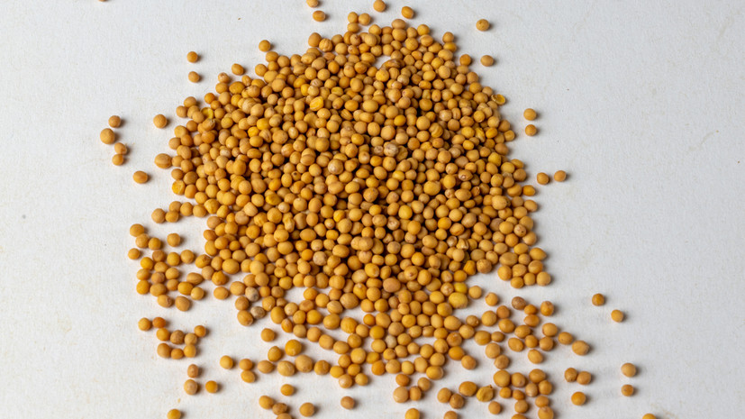 Садовод Самойлова назвала горчицу эффективным сидератом