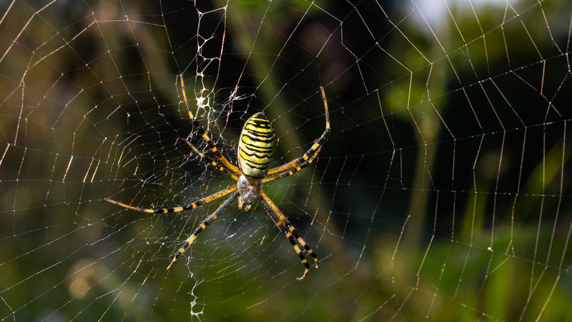 В Минздраве Татарстана заявили, что пауки-осы не представляют опасности
