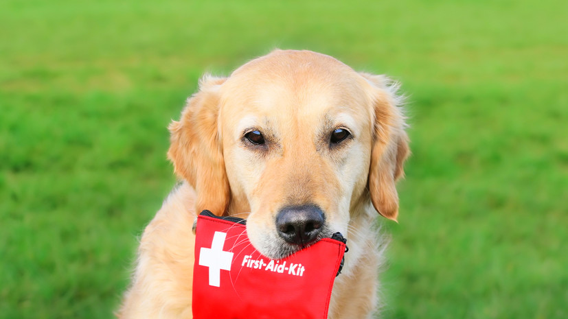 Ветврач Романовская: в аптечке для собак должны быть сорбенты и марлевые салфетки