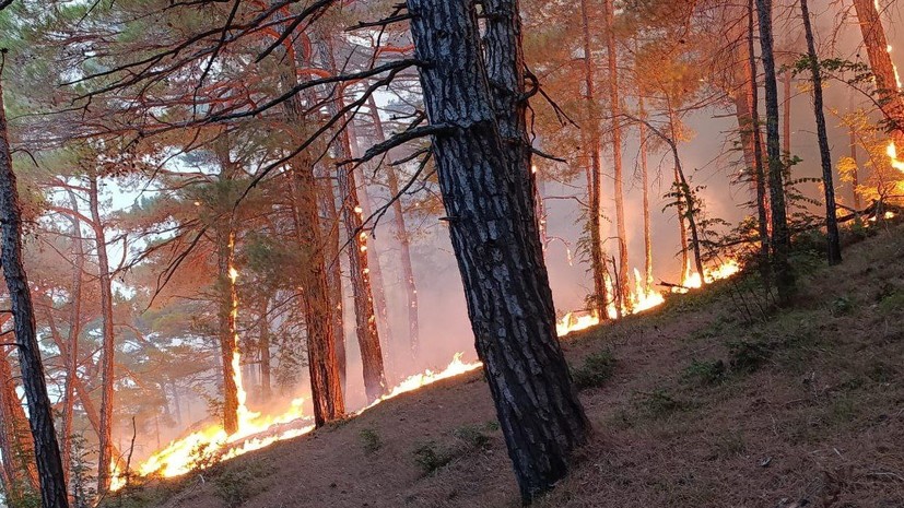 Площадь лесного пожара в Геленджике выросла до 14 га