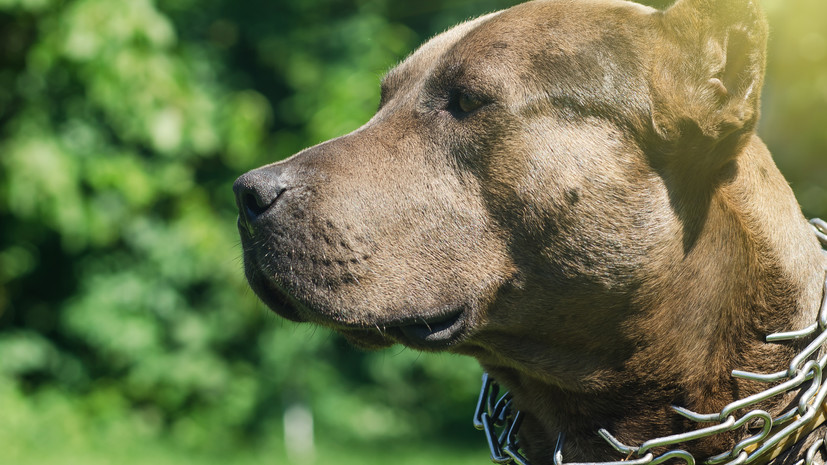 Кинолог Голубев: строгий ошейник не исправит поведение собаки