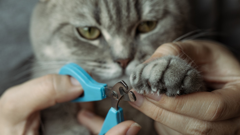 Ветврач Шеляков назвал опасной стрижку когтей кота маникюрными ножницами
