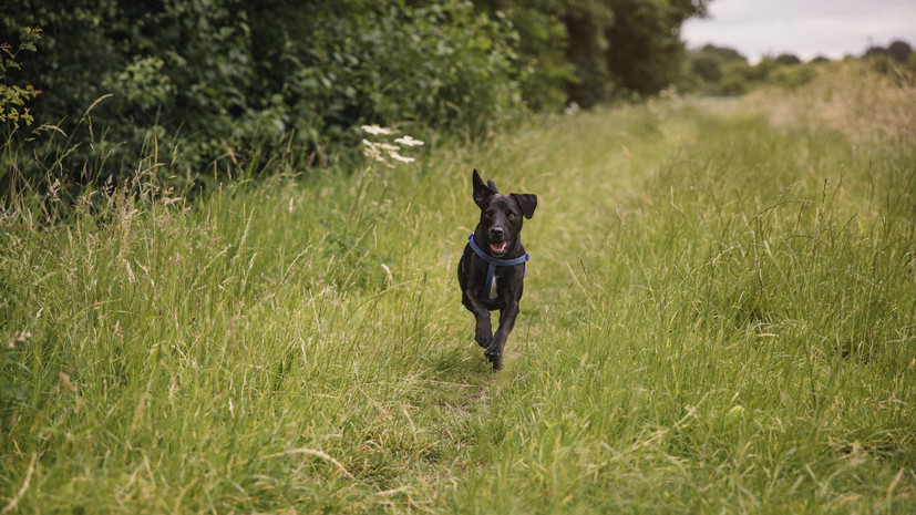 Юрист Конышев: в случае развода суд оставит питомца тому, кто им занимался
