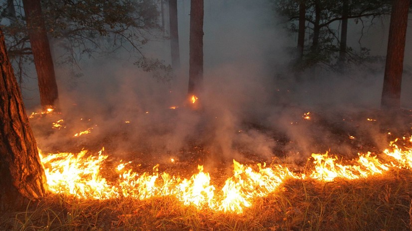 МЧС: площадь лесного пожара под Геленджиком выросла до 39 га