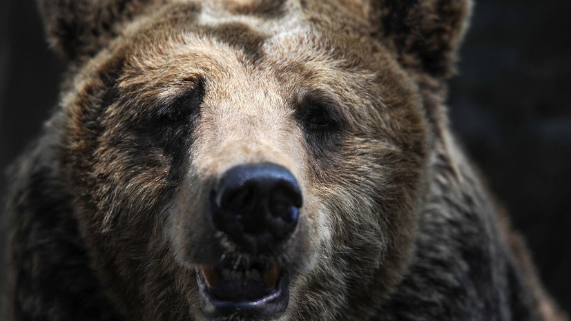 В Приморье медведь напал на 39-летнего мужчину, отправившегося в лес за грибами