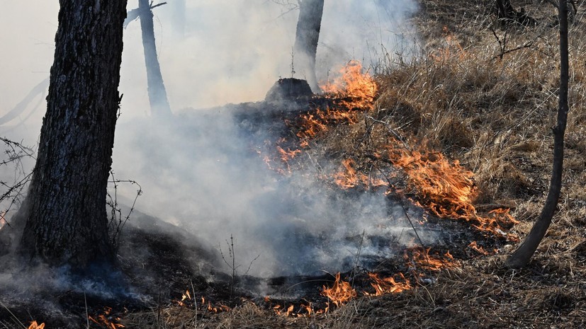 МЧС: площадь лесного пожара в Геленджике увеличилась до 41,5 га