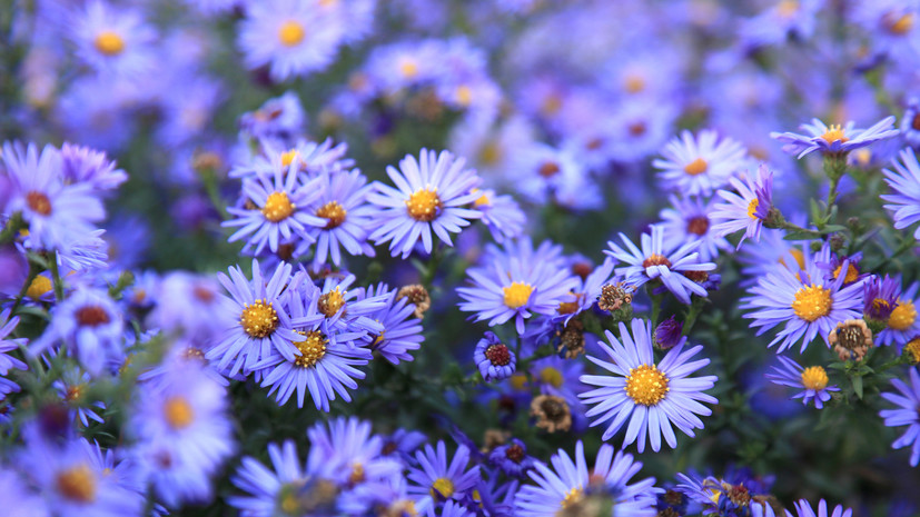 Флорист Колганова: герберы и астры хорошо подойдут для букета учителю