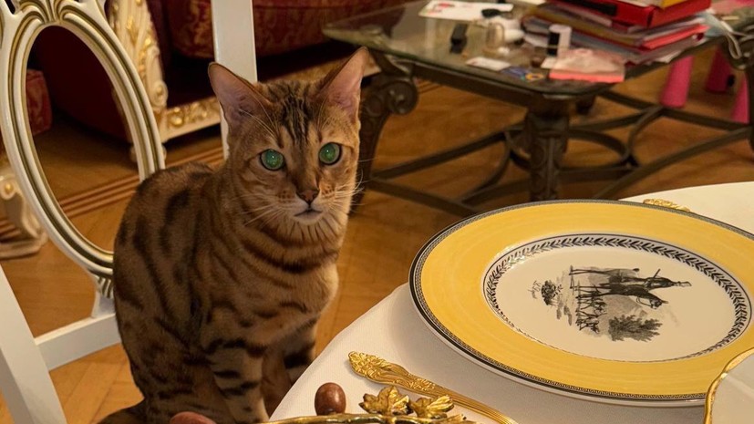 «Кремировала или продала?»: семья из Москвы обвинила хозяйку гостиницы для передержки животных в краже кота