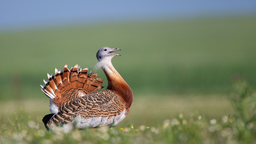 В Центре воспроизводства редких видов Московского зоопарка появился птенец дрофы