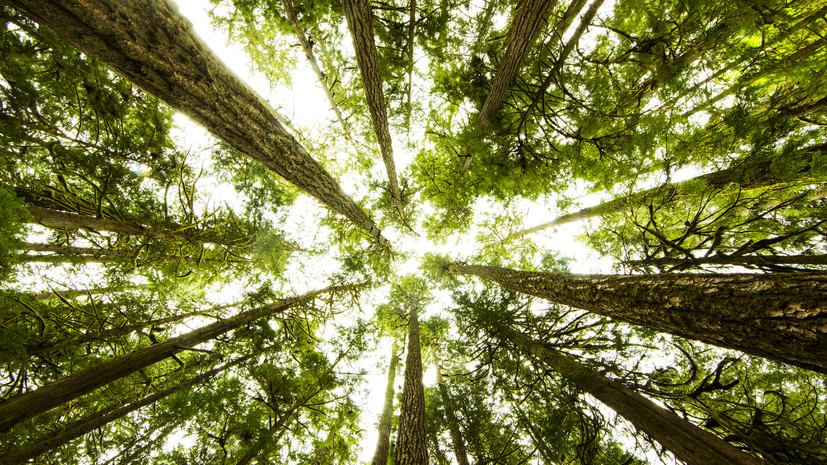 В Североуральске девушка чуть не погибла во время прогулки в лесу
