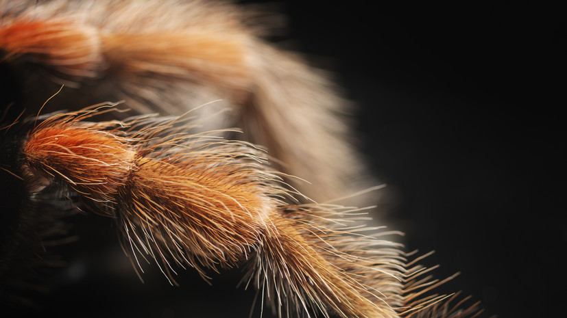 Арахнолог Михайлов назвал фейком сообщения о южнорусском тарантуле в Москве