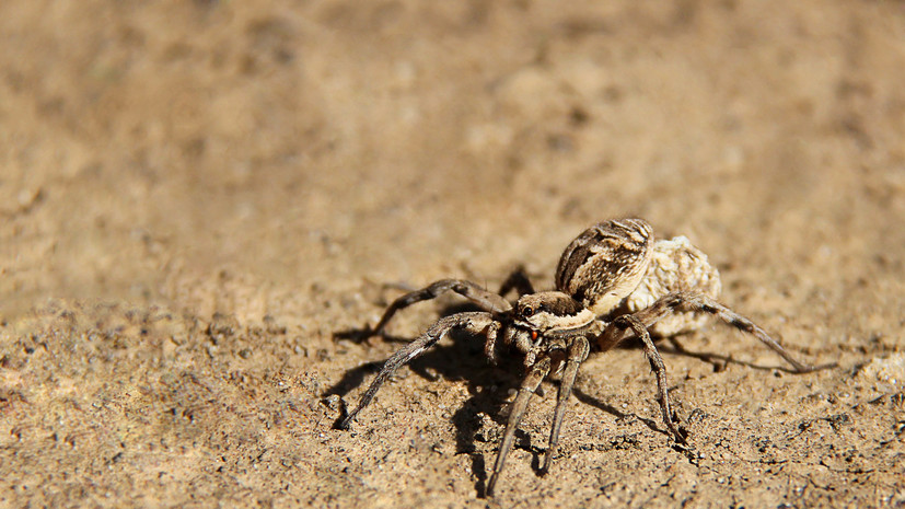 Телеведущий Арутюнян: укус южнорусского тарантула не опасен для человека