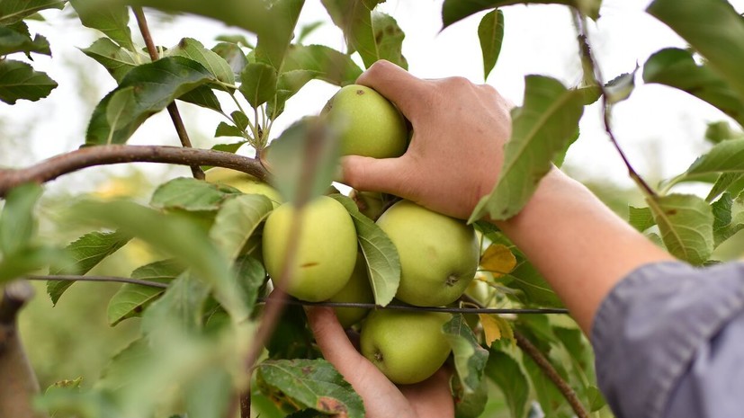 Агроном Викулов: на деревьях лучше не оставлять ни одного плода
