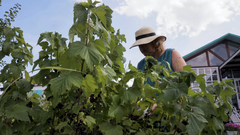 Россиянам с 1 сентября запретили вести бизнес на дачах и наём для сбора урожая