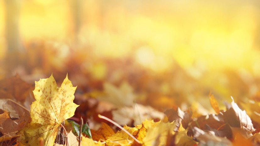 Синоптик Вильфанд спрогнозировал тёплый сентябрь в европейской части России