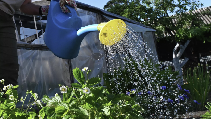 В Роскачестве назвали условия продажи выращенных на даче овощей и фруктов