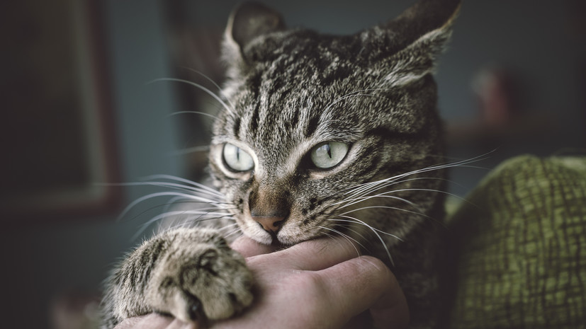 Специалист Золотарёва: не стоит считать безобидными кошачьи царапины