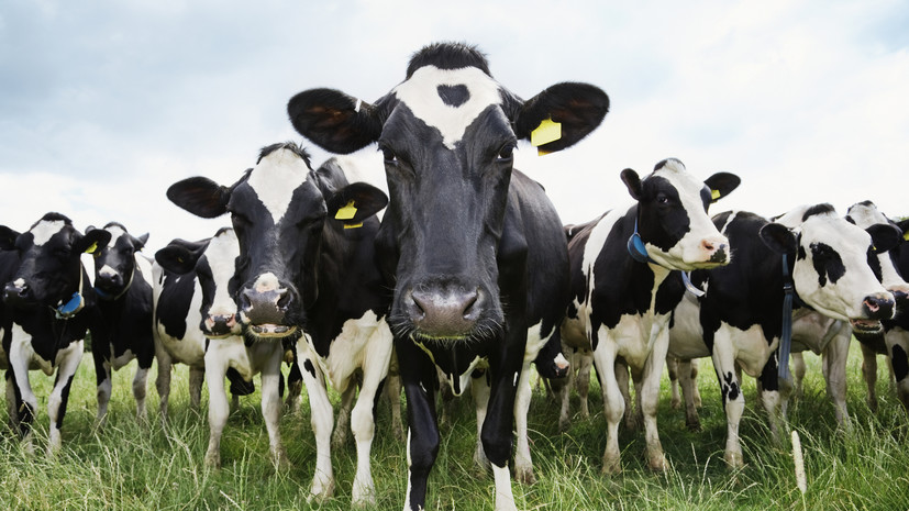 Standard: испуганные коровы растоптали двоих туристов в Альпах