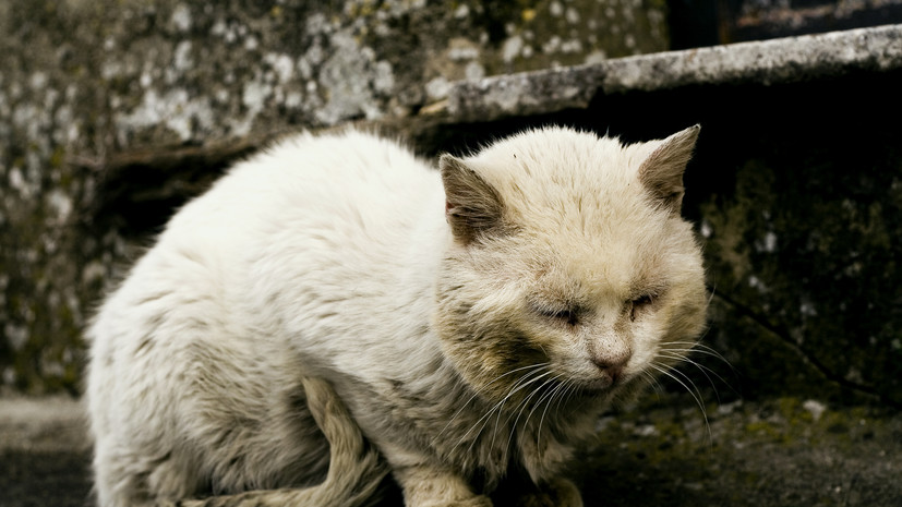 Ветеринар Шеляков: уличному коту нужен карантин