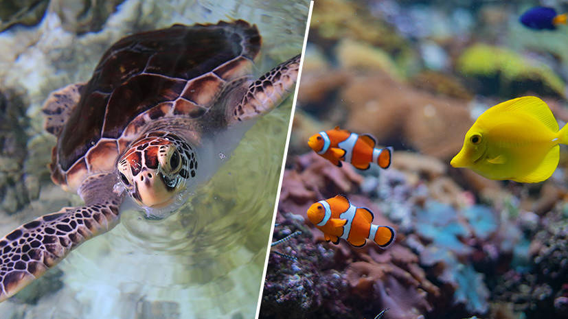 «Это похоже на заботу о ребёнке»: главный биолог «Москвариума» — о жизни и повадках морских животных океанариума
