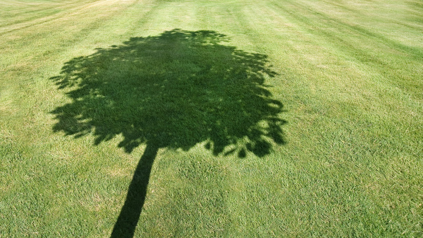 Россиянам разъяснили, когда можно требовать удаления дерева на участке соседа
