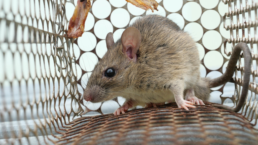 Вирусолог Викулов рассказал о мерах профилактики мышиной лихорадки