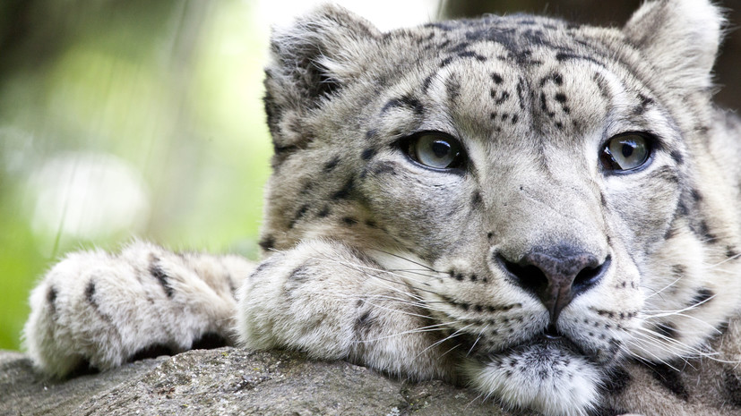 ВТБ поддержит программу сохранения исчезающих диких животных России