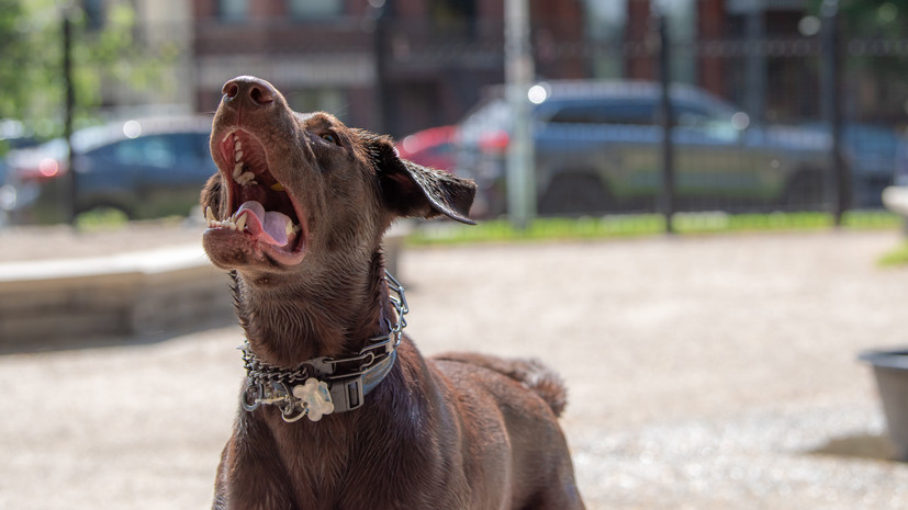 Кинолог Голубев рассказал, как помочь подавившейся собаке