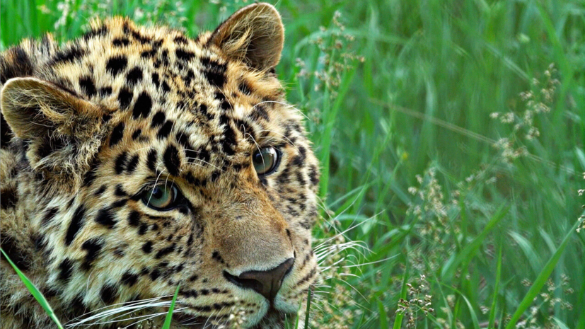 ВТБ и ВШМ СПбГУ разработали ИИ-ассистента для сохранения популяции дальневосточного леопарда