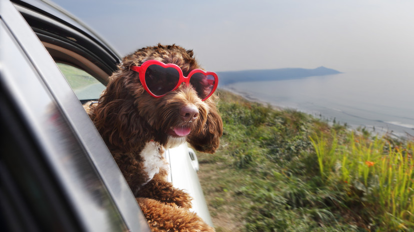 Жители России стали чаще путешествовать с домашними питомцами