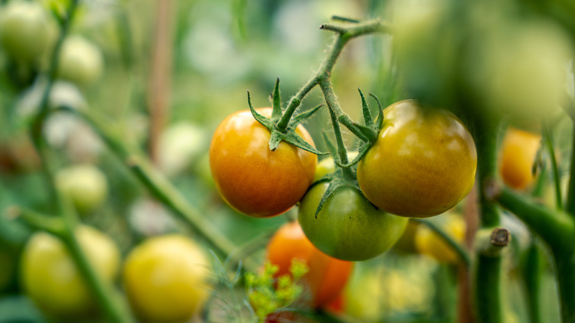 Эндокринолог Потмальникова предостерегла от употребления незрелых томатов