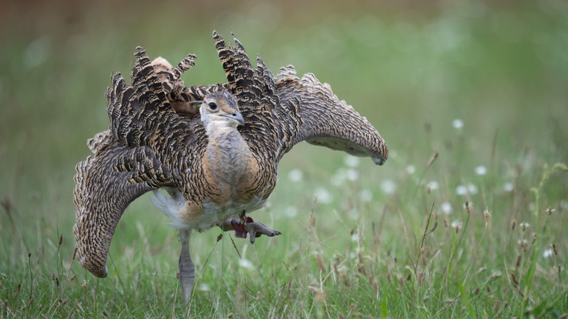Челябинская область примет участие в международном проекте по спасению дроф