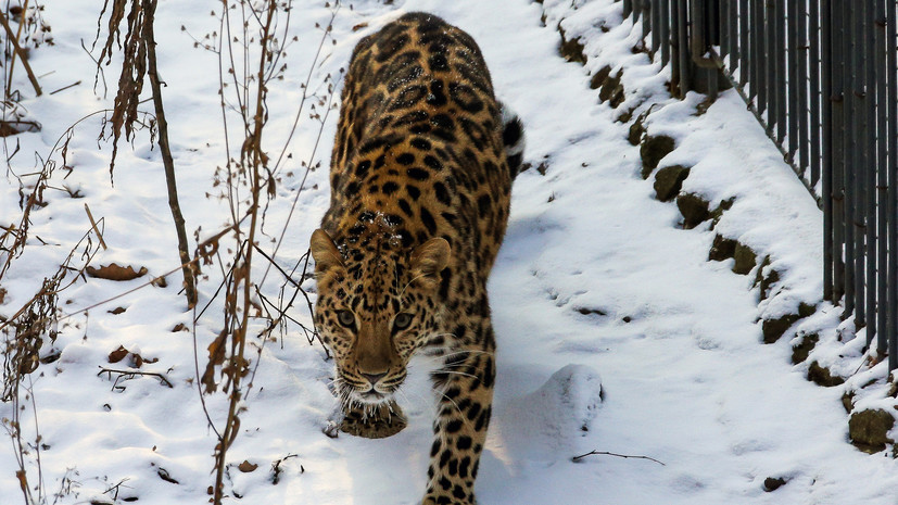 Россия предложила КНДР провести экспедицию по оценке популяции леопарда