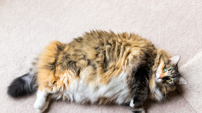 Ветеринар Шеляков рассказал о вреде ложной беременности для здоровья кошки