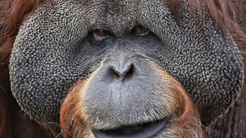 В Московском зоопарке умер 43-летний орангутан