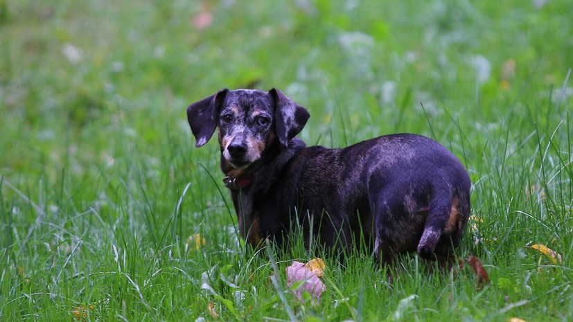 Джарахов пожаловался на подмосковный питомник за жестокое обращение с животными