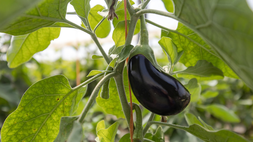 Садовод Самойлова рассказала о правилах сбора и хранения баклажанов