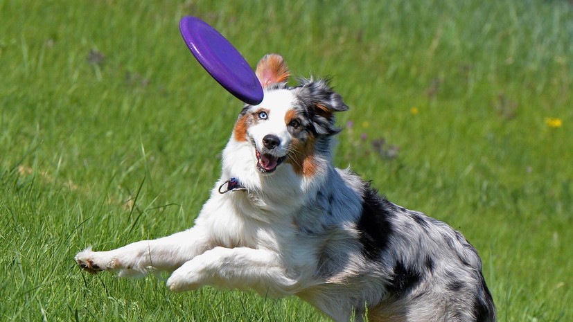 Кинолог Голубев: все условия о передержке животного прописываются в договоре