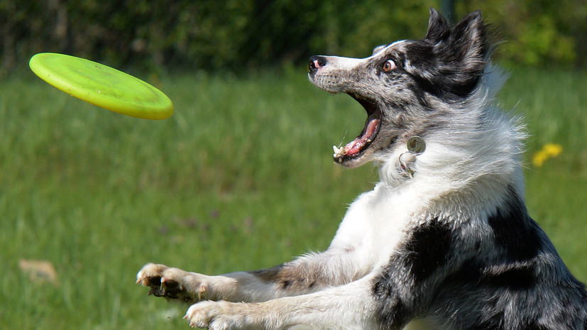 Кинолог Голубев усомнился в пользе строгости при дрессировке собаки