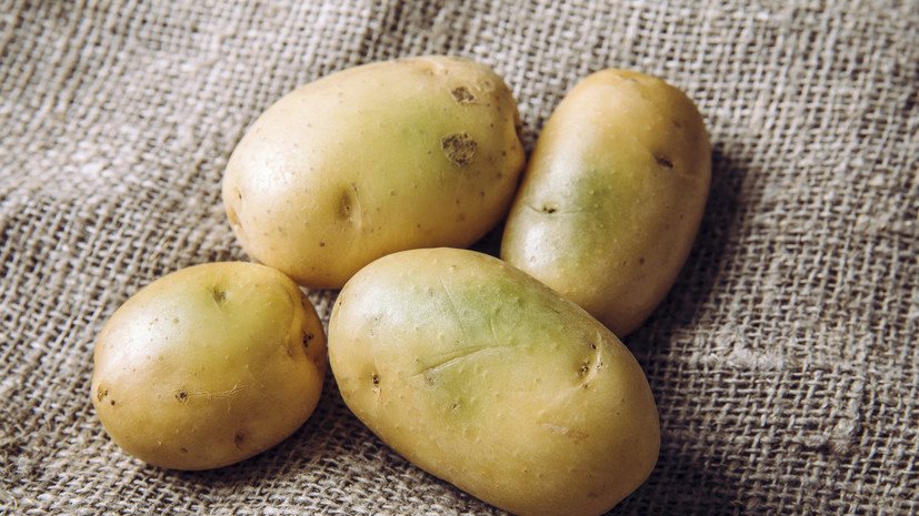 Доцент Кулач: зелёный картофель может стать причиной сильного отравления