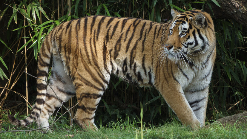 Эксперт Арамилев: численность амурского тигра в России составляет 750 особей