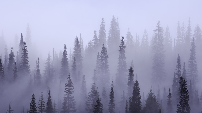 «Радиационные» туманы были зафиксированы на севере Подмосковья