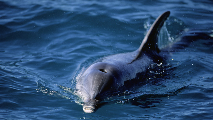 В центре спасения назвали редким явлением попадание дельфина в реку